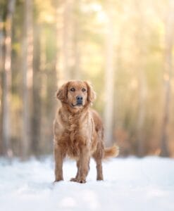 Clover, a dark red American field Golden Retriever at Windy Knoll Goldens in Bradford, Maine