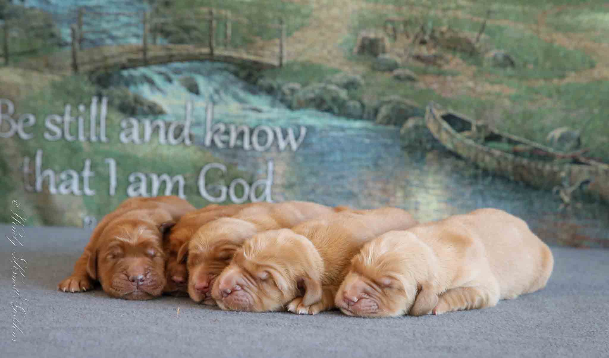 Golden Retriever Puppies