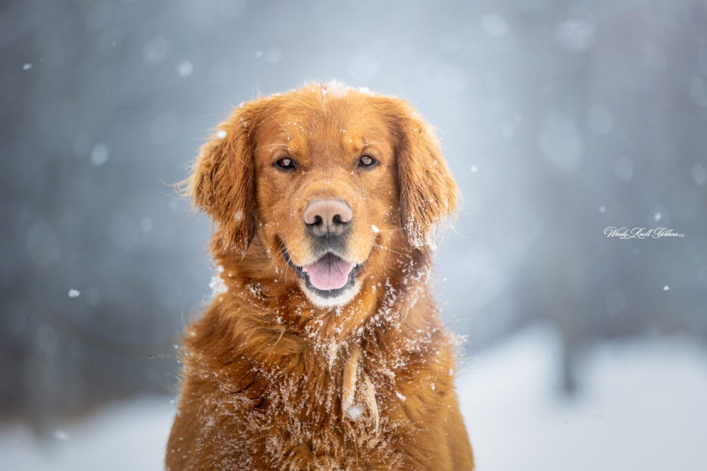 AKC Golden Retriever in the snow