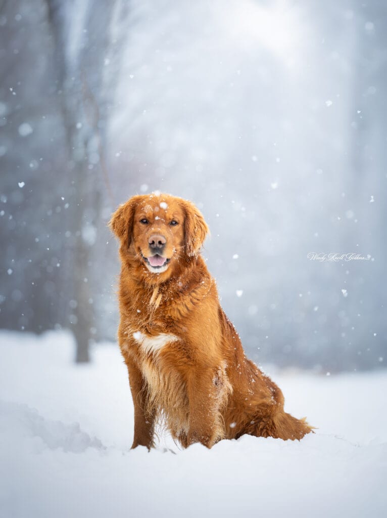 Maine AKC Golden Retriever