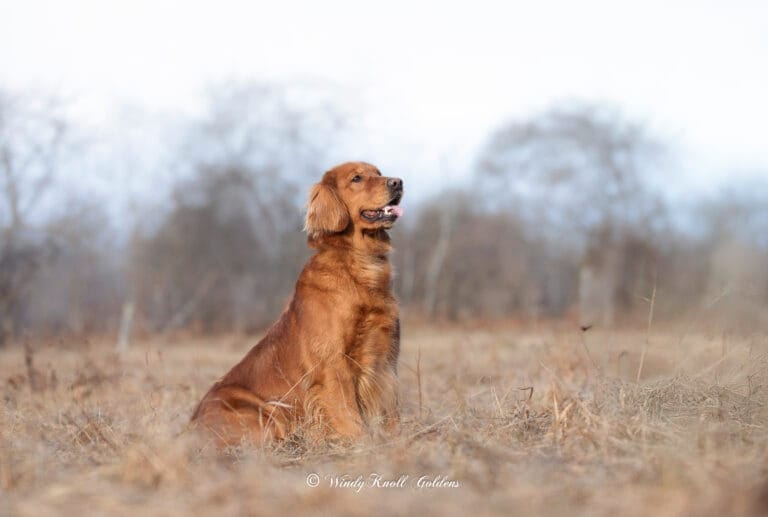 Dark Red American Golden Retriever in the Field