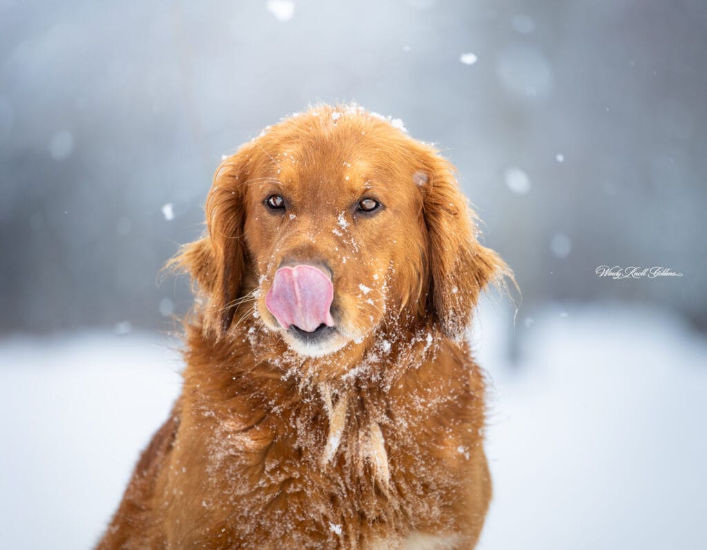 Dark Red Golden Retriever