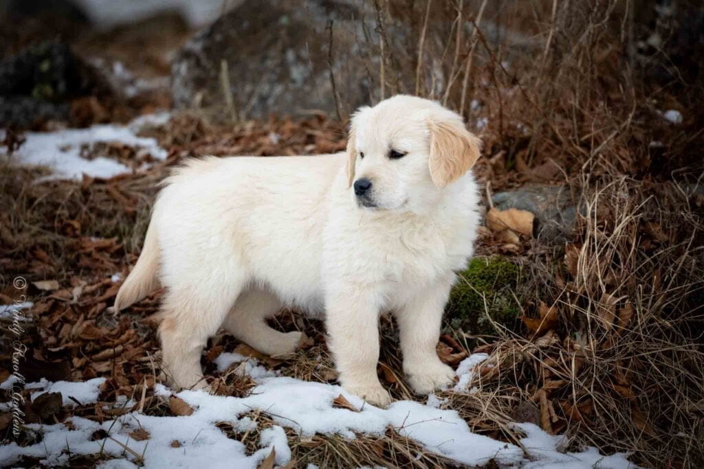 AKC American Golden Retriever Puppy