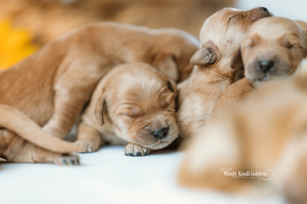 puppies