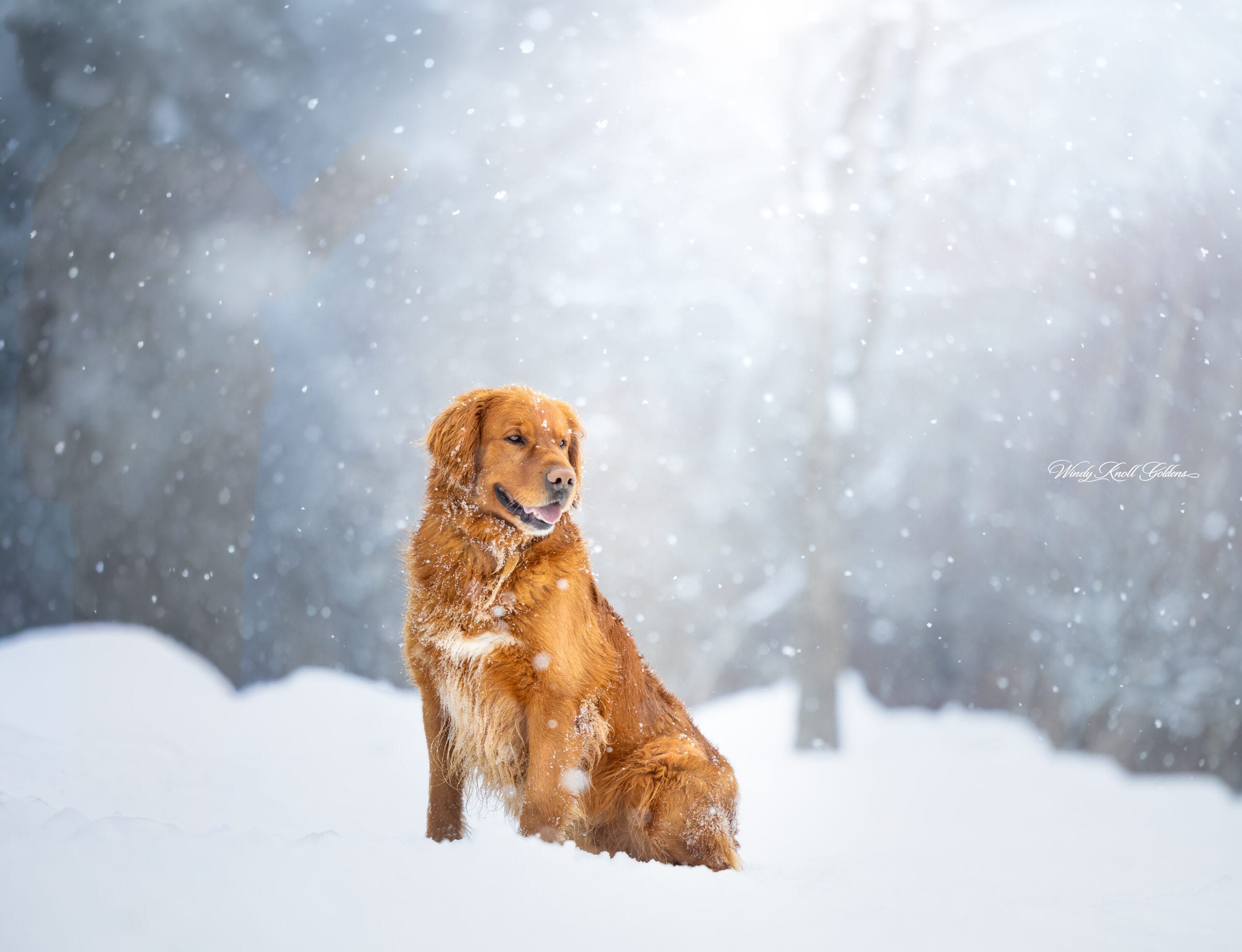 Dark Red Golden Retriever In the snow in Maine
