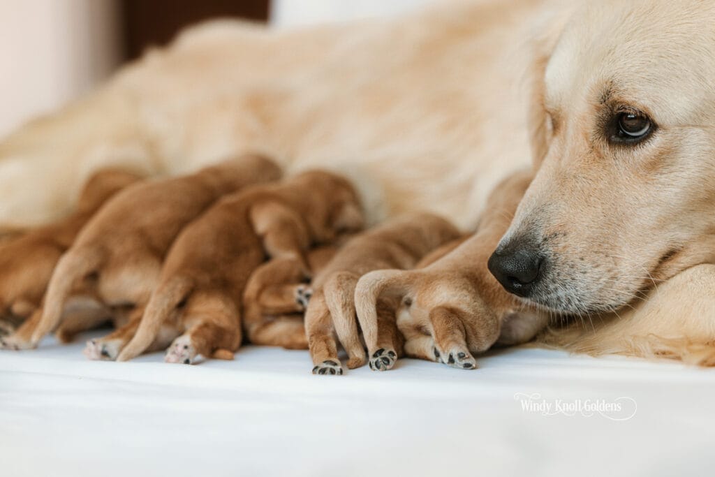 new puppies