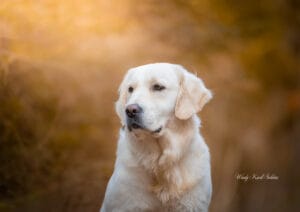 English Cream Golden Retriever Puppy in Maine
