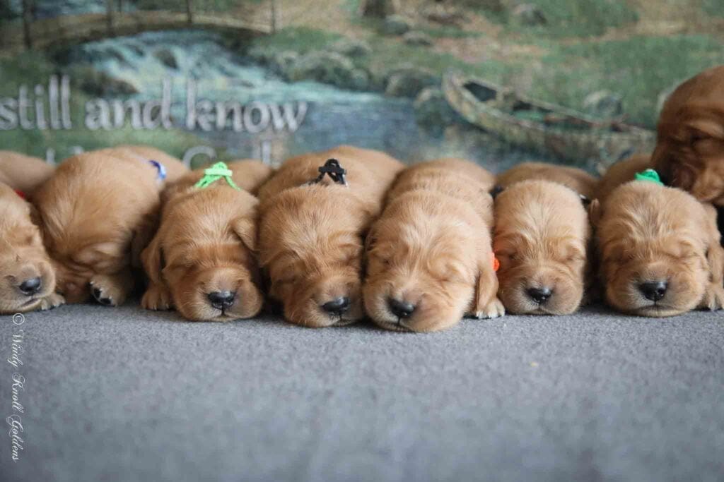 Five Golden Retriever Puppies