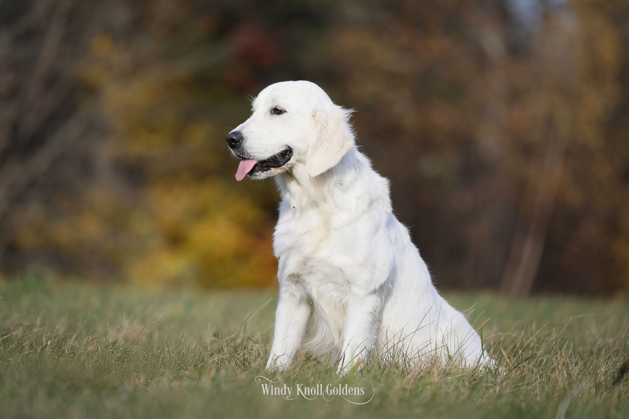 English Golden Retriever English Golden Retriever