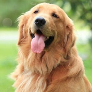 AKC Golden Retriever Stud In Maine