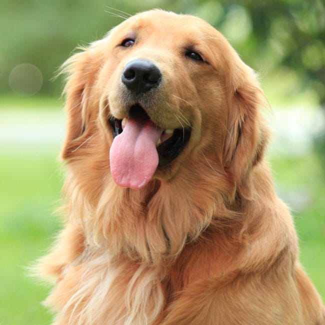handsome golden retriever charlie