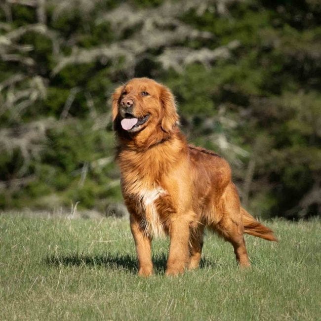 good natured golden retriever george