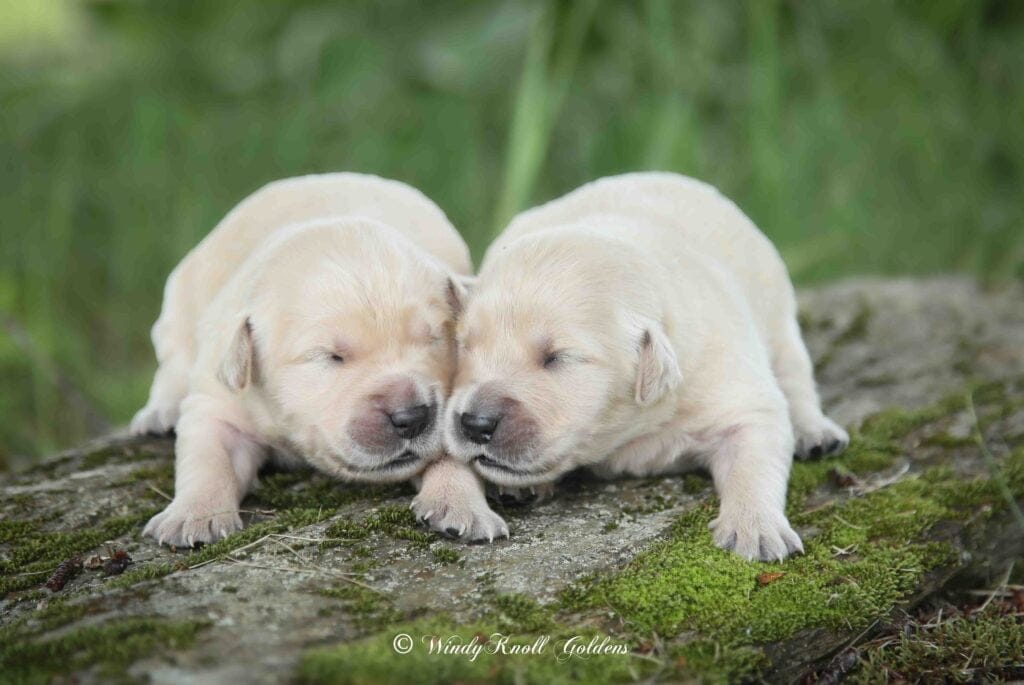 super cute and cuddly golden retriever puppies