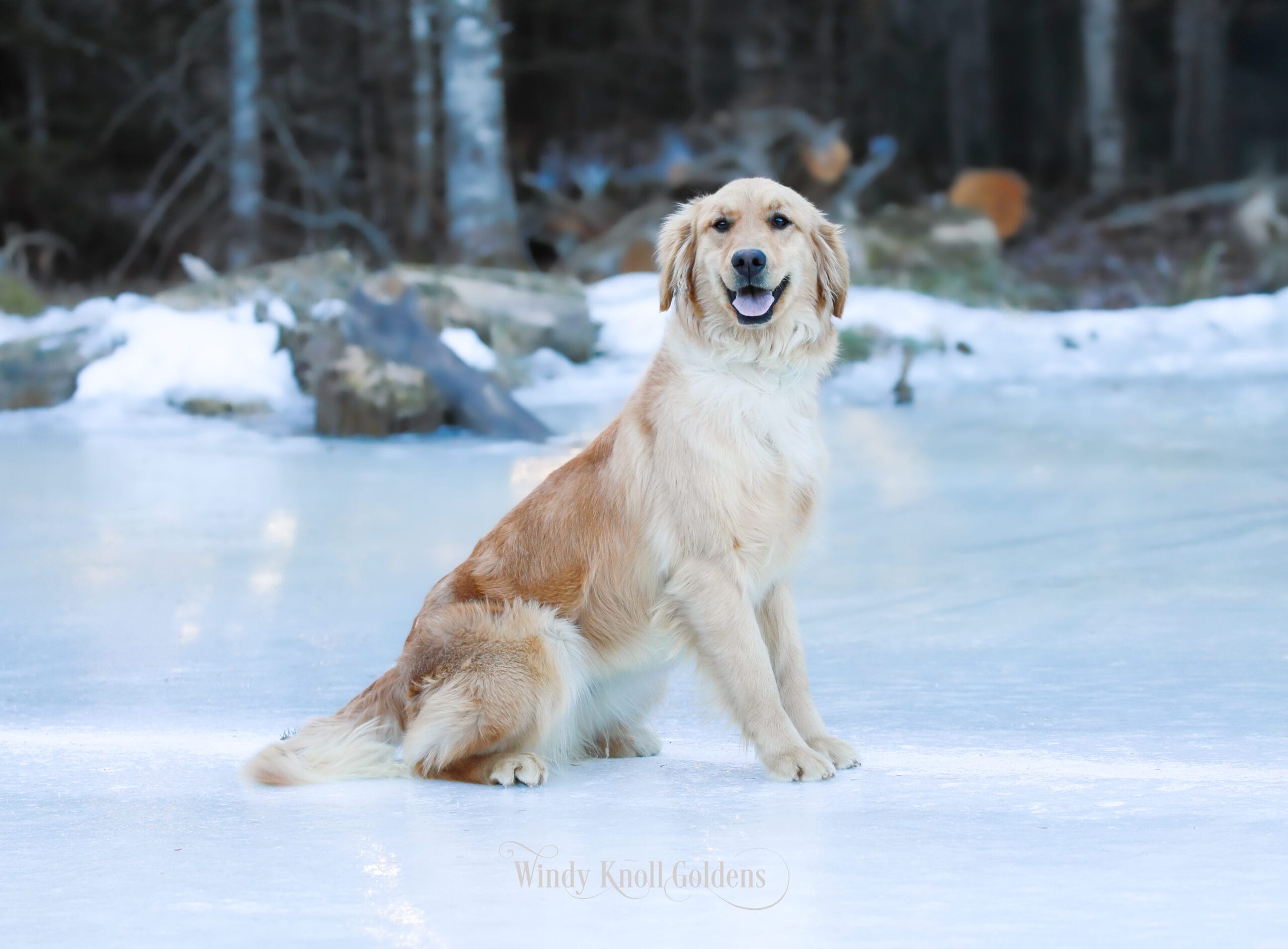 American Golden Retreiver