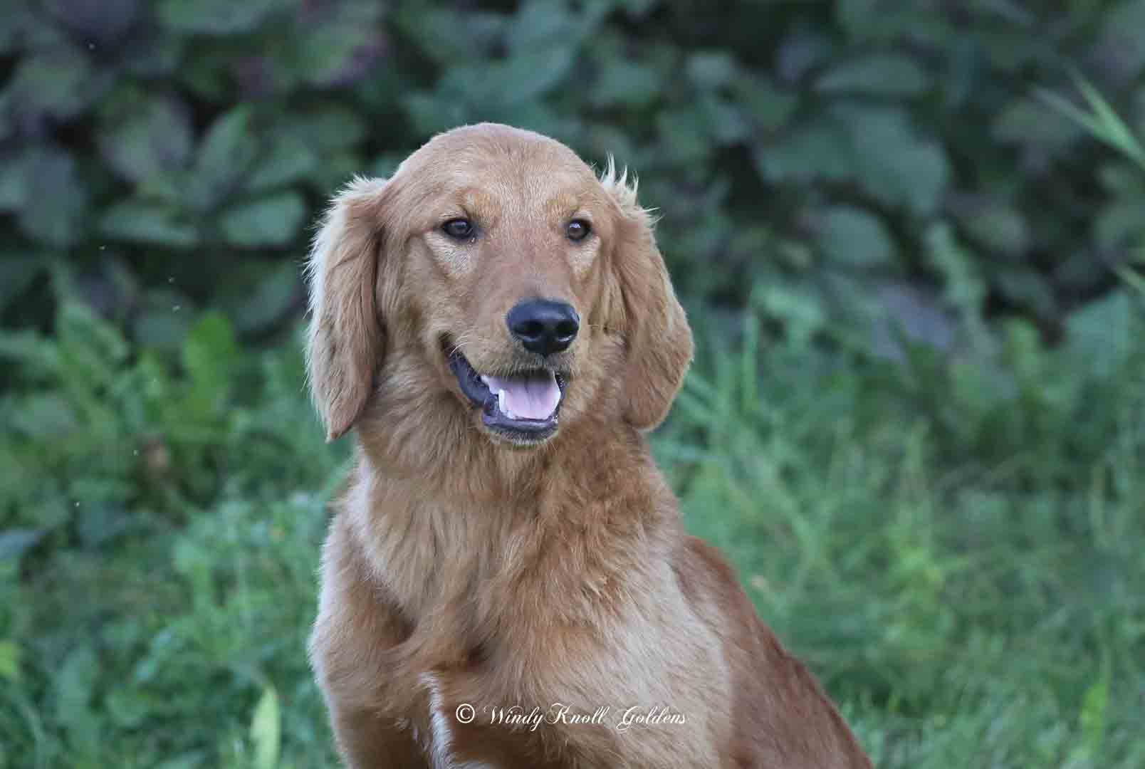 Dog Training Makes Happy Goldens