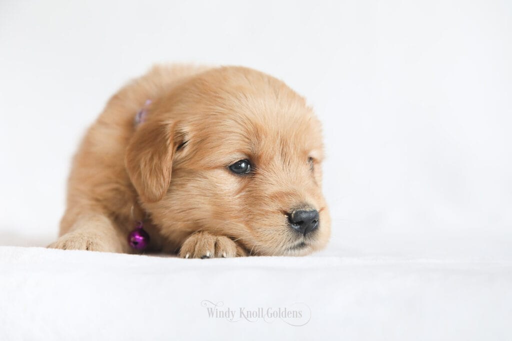 give your golden retriever puppy a great bath