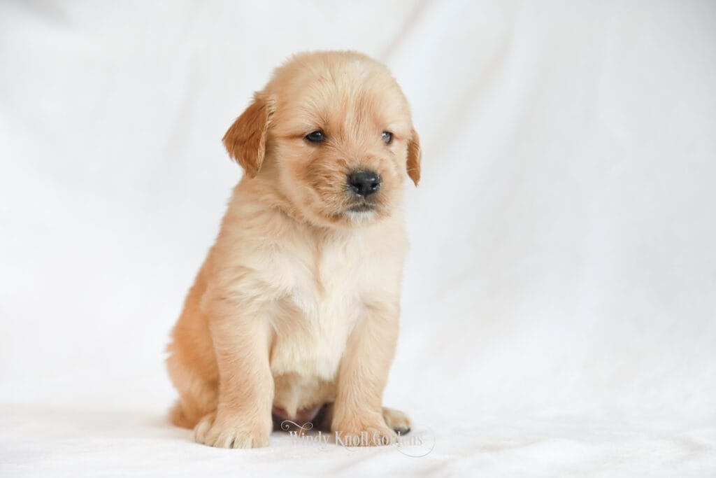 Golden Retriever Puppies