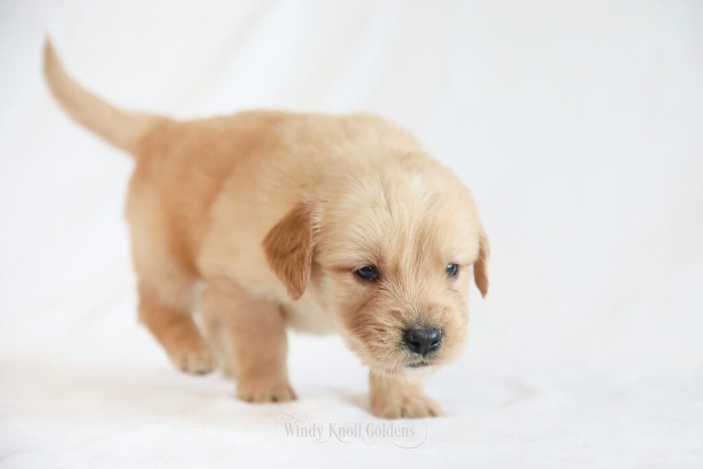 Golden Retriever Puppies for Sale in Maine