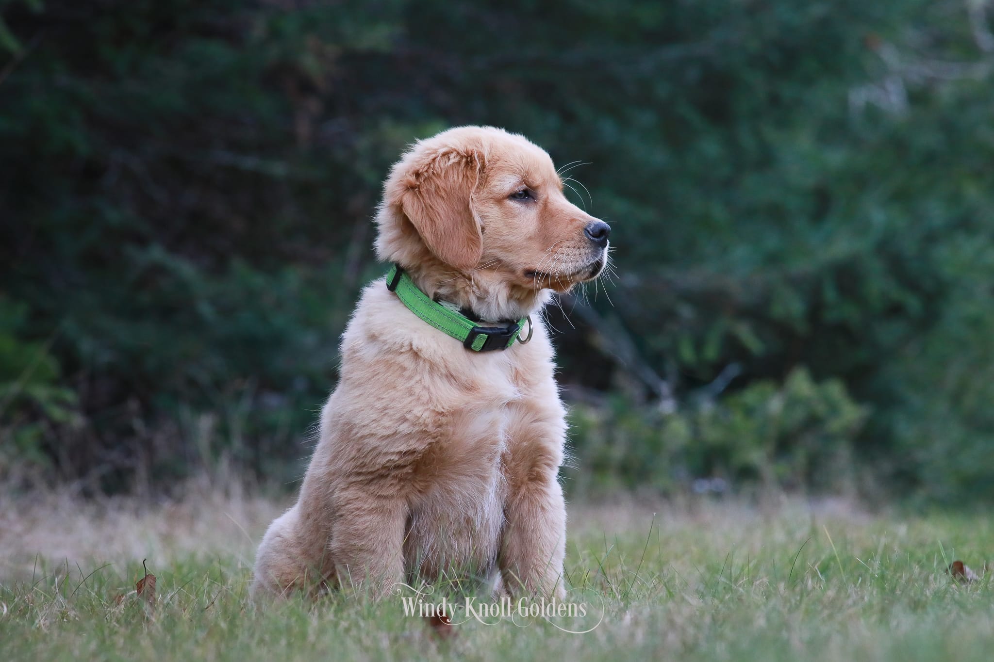 Cute Dark Red Golden Retriever Puppy in a field of green grass near Bangor Maine