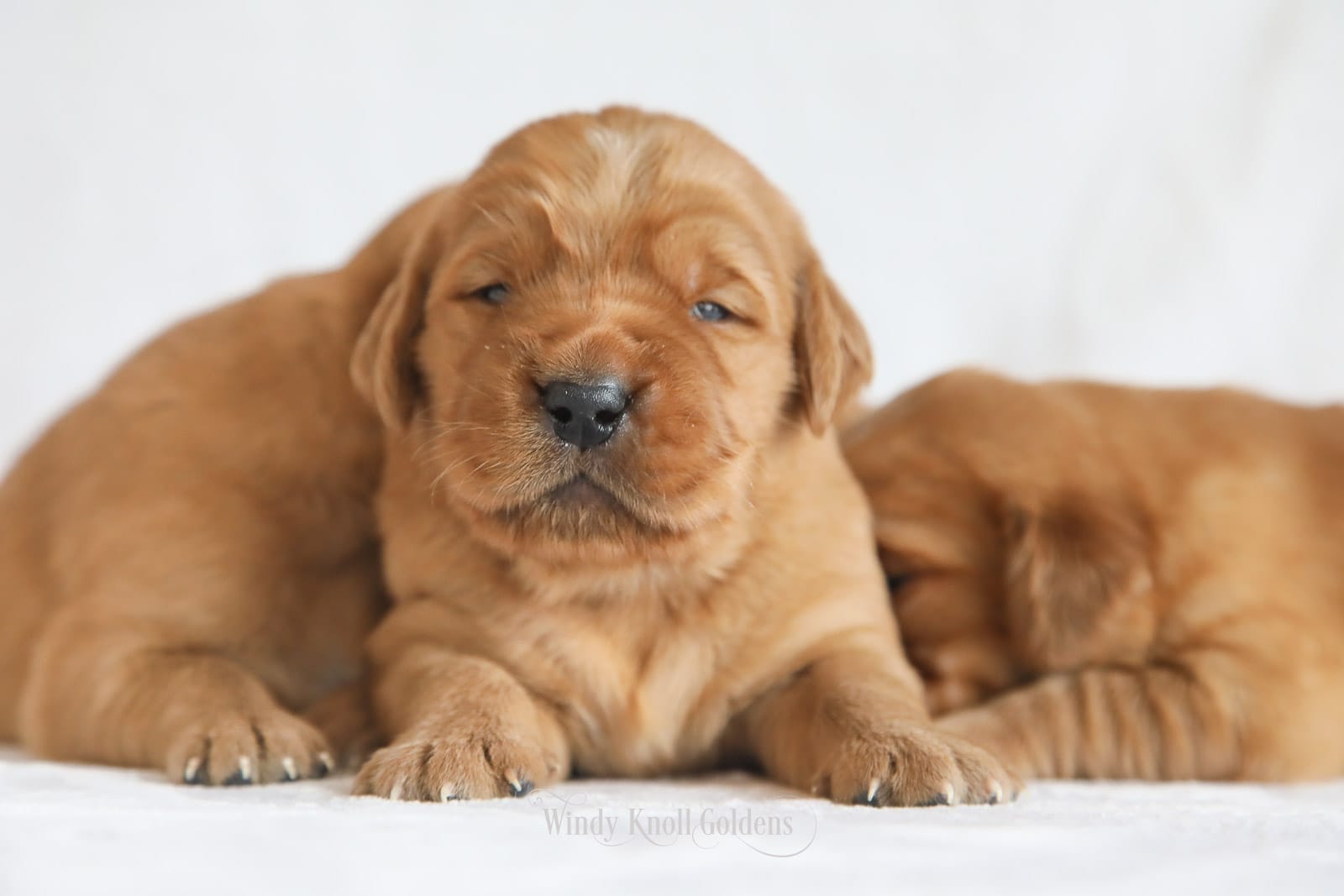Cute Golden Retriever Puppies