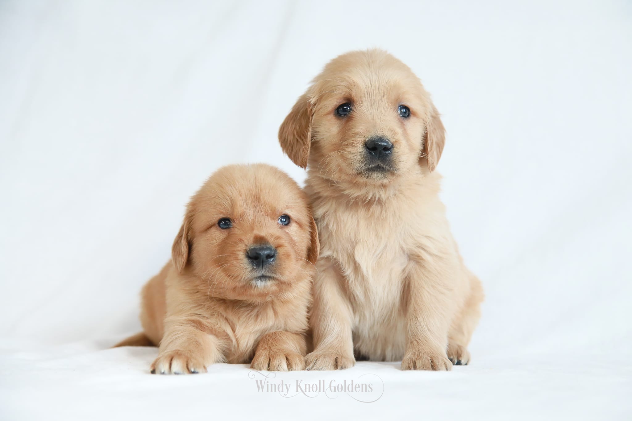 Golden Retriever Breeders