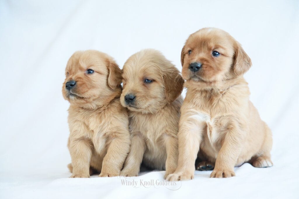 Golden Retriever Breeders Near Me