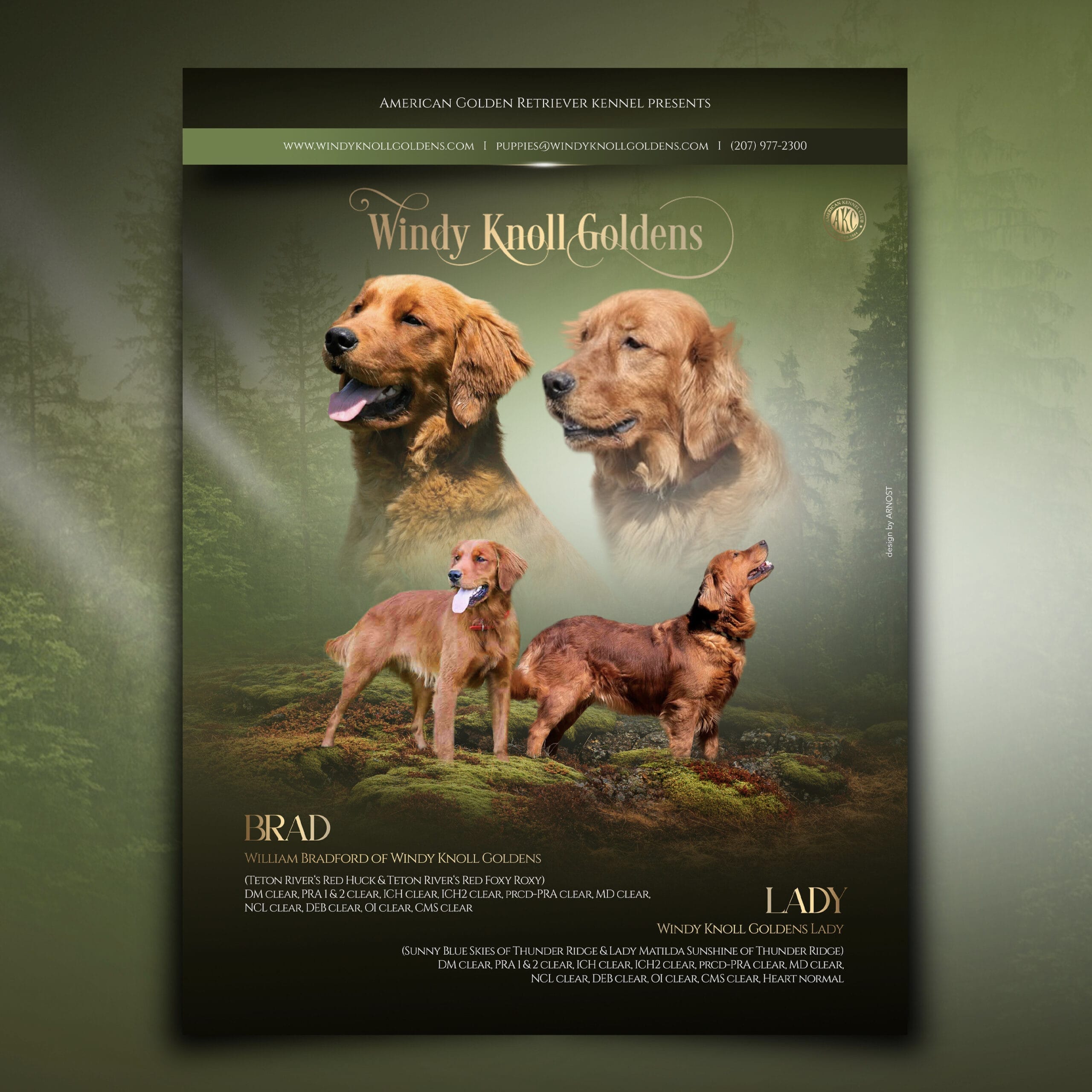 Dark Red Golden Retrievers