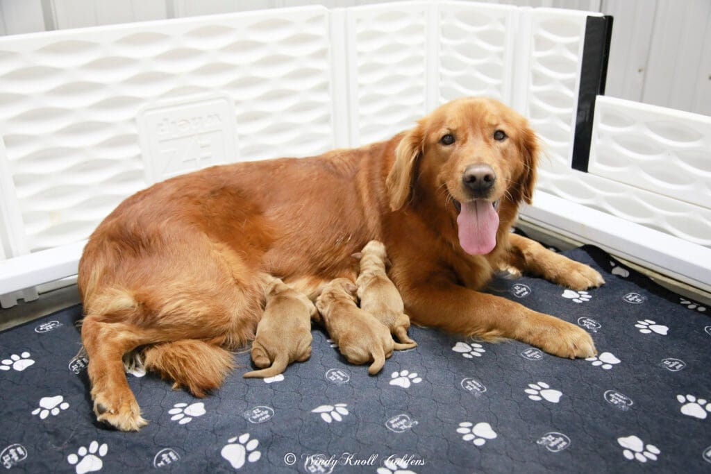 Windy Knoll Goldens Dark Red Puppies