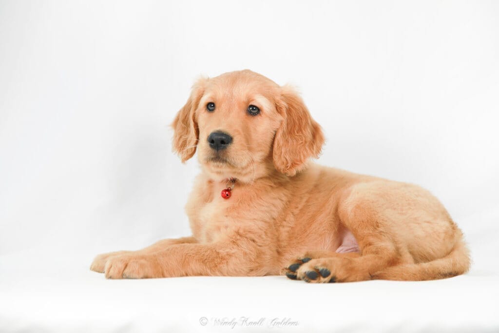 AKC Golden Retriever Puppies Windy Knoll Goldens