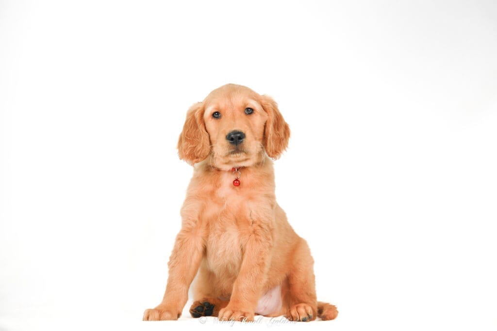 Golden Retriever Puppy in Bradford Maine