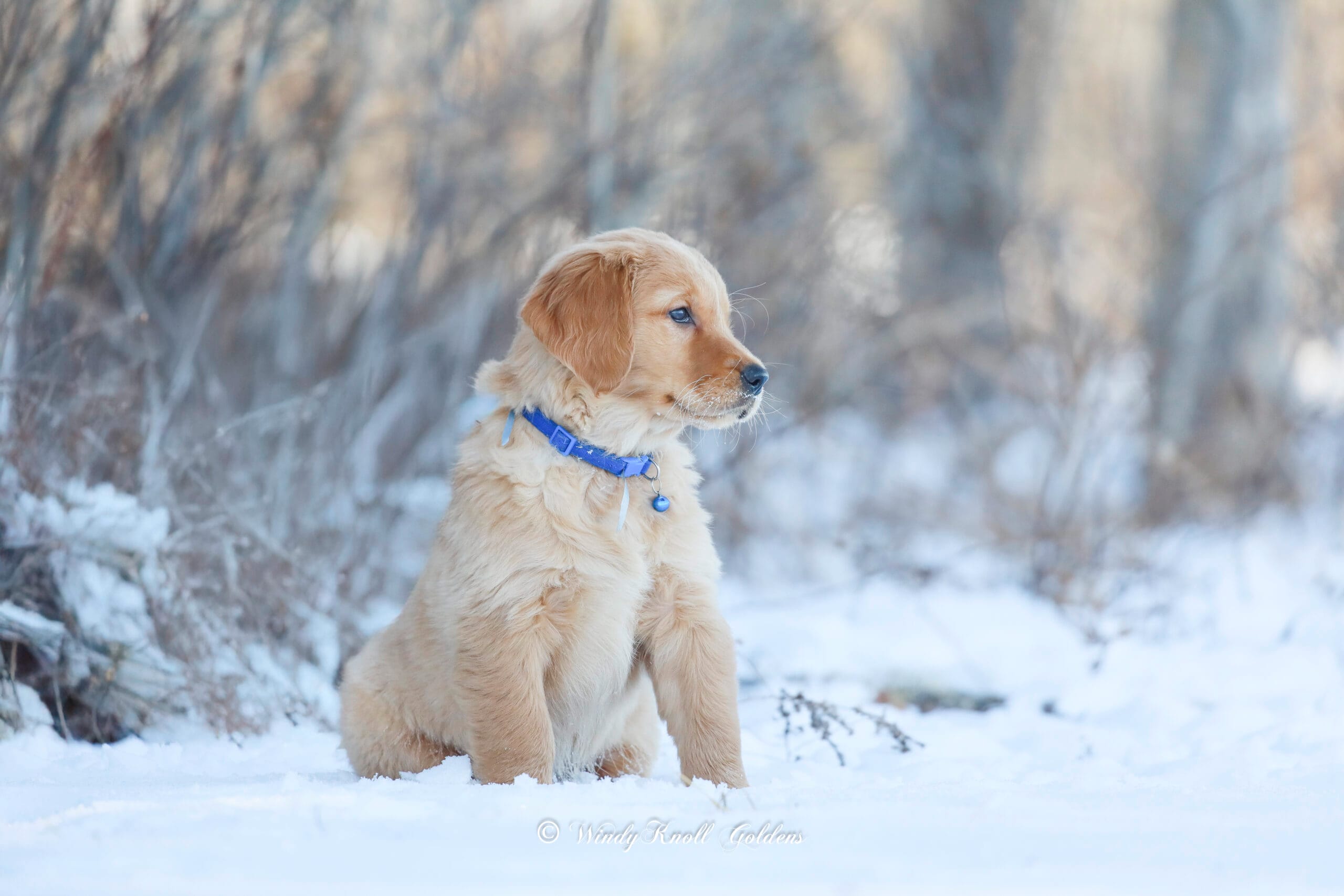 Cute AKC Golden Retriever Puppies for Sale in Maine