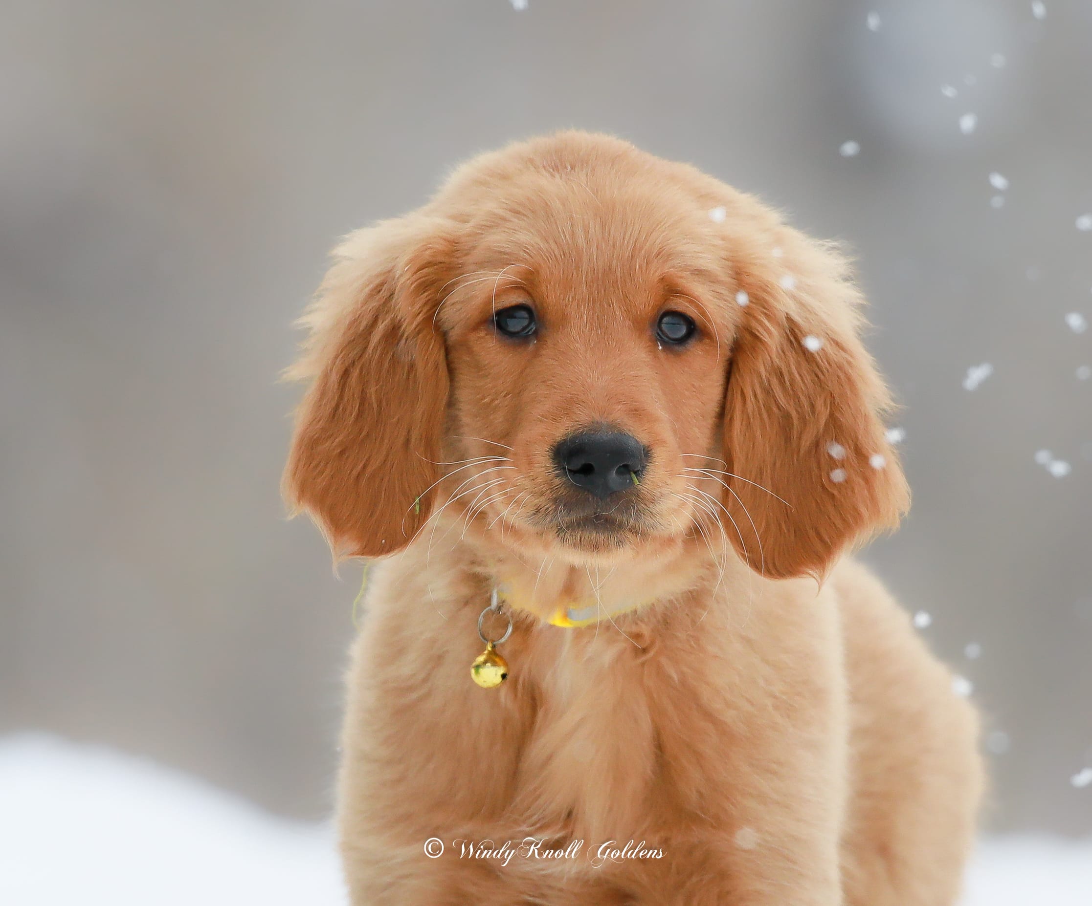 Golden Retriever Puppy for Sale in Maine