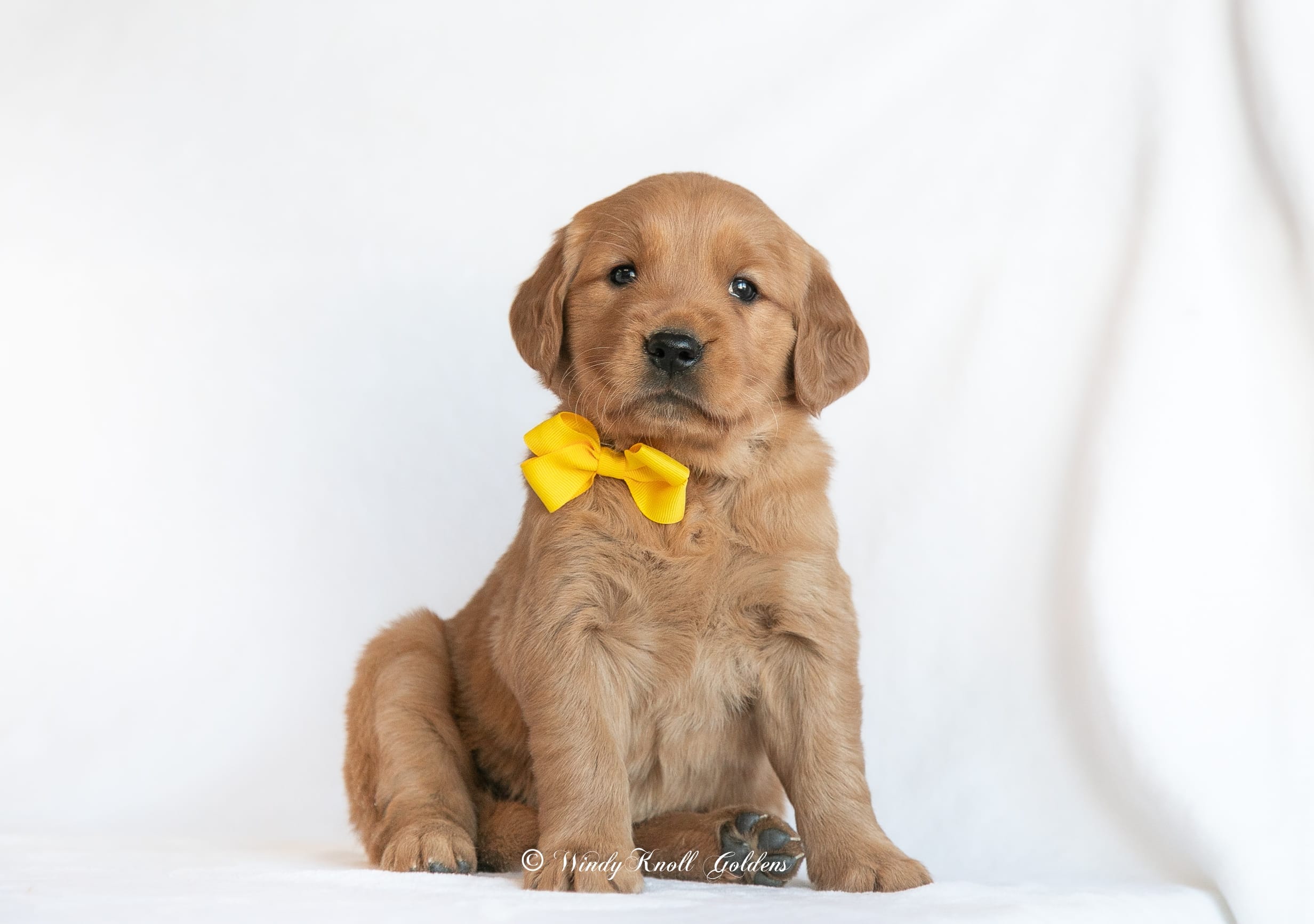 Trained Golden Retriever Puppy in Maine