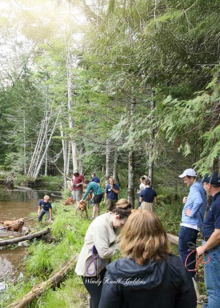Best-Golden-Retreiver-Breeder-in-New-England-Windy-Knoll-Goldens-Golden-Retriever-Puppies-for-Adoption-web-vertical