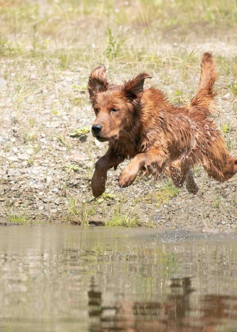Handsome-AKC-Stud-Golden-Retreiver-Windy-Knoll-Goldens-Brad-scaled-web-vertical