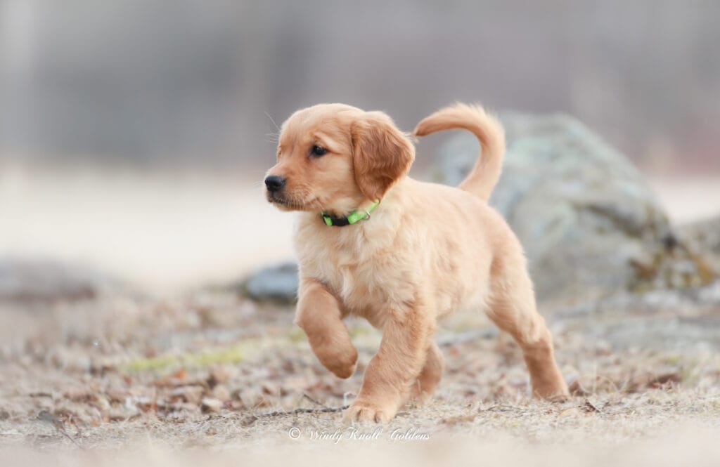 adorable golden retreiver puppy