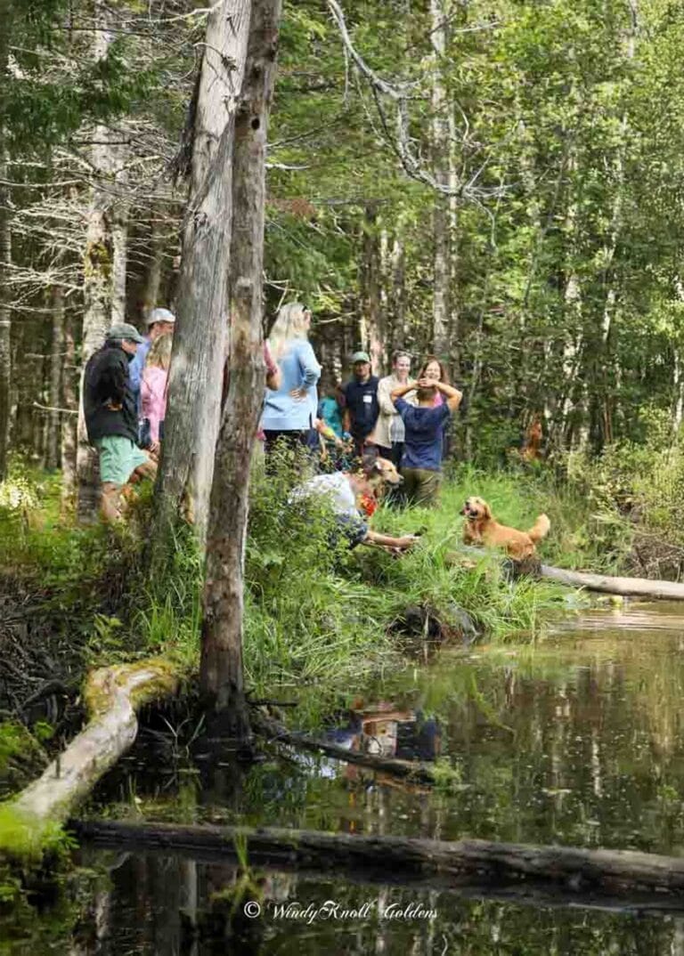 Top-Line-Golden-Retriever-Puppies-for-Sale-in-Maine-Windy-Knoll-Goldens-Trusted-Breeders-Near-Me-web-vertical