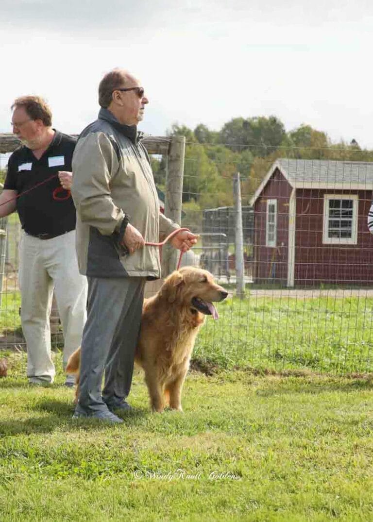 Windy-Knoll-Goldens-AKC-Best-Golden-Retriever-Breeder-in-CT-Windy-Knoll-Goldens-web-vertical