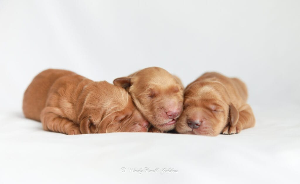 adorable golden retriever puppies