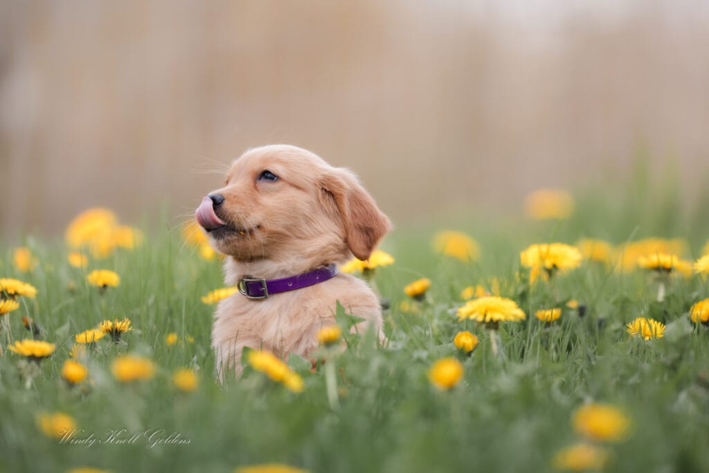 velcro dog Golden Retriever Puppy in maine