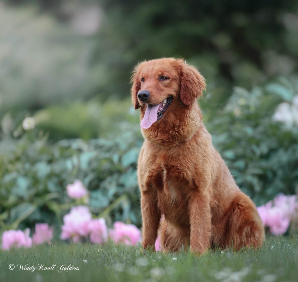 Golden Mountain Dog breed comparison 