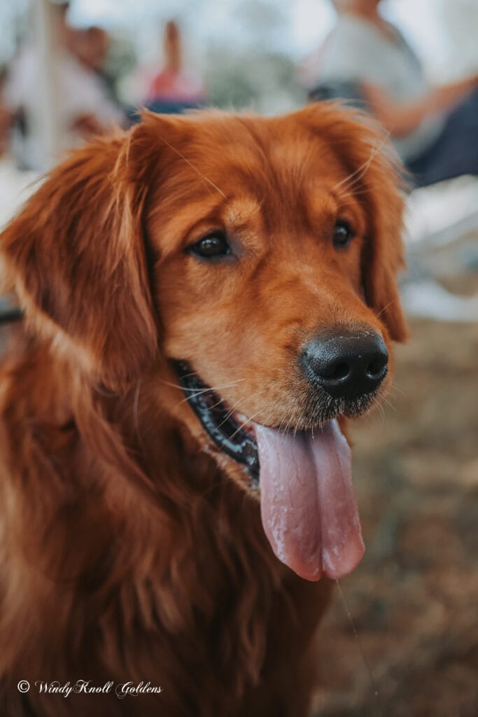 dark red golden retriever stud in maine