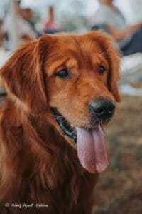 dark red goldens for sale near me