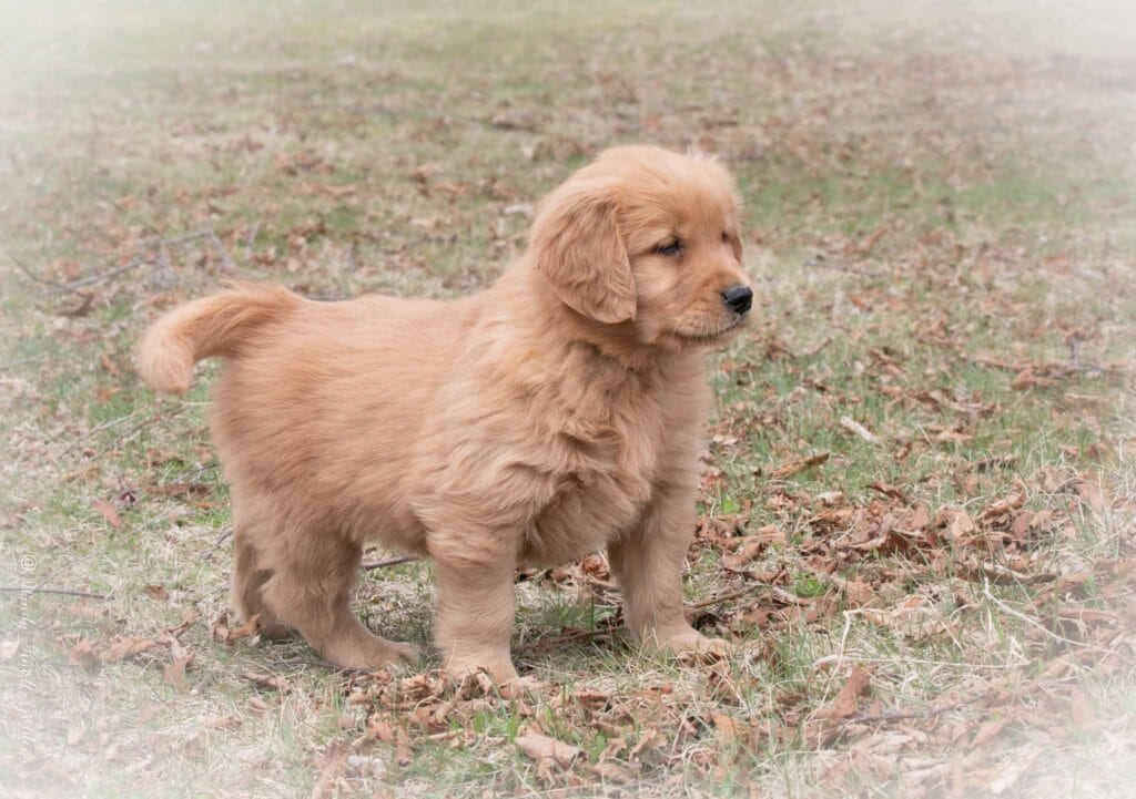 Golden Retriever Puppies in Maine