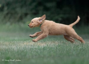 zoomies