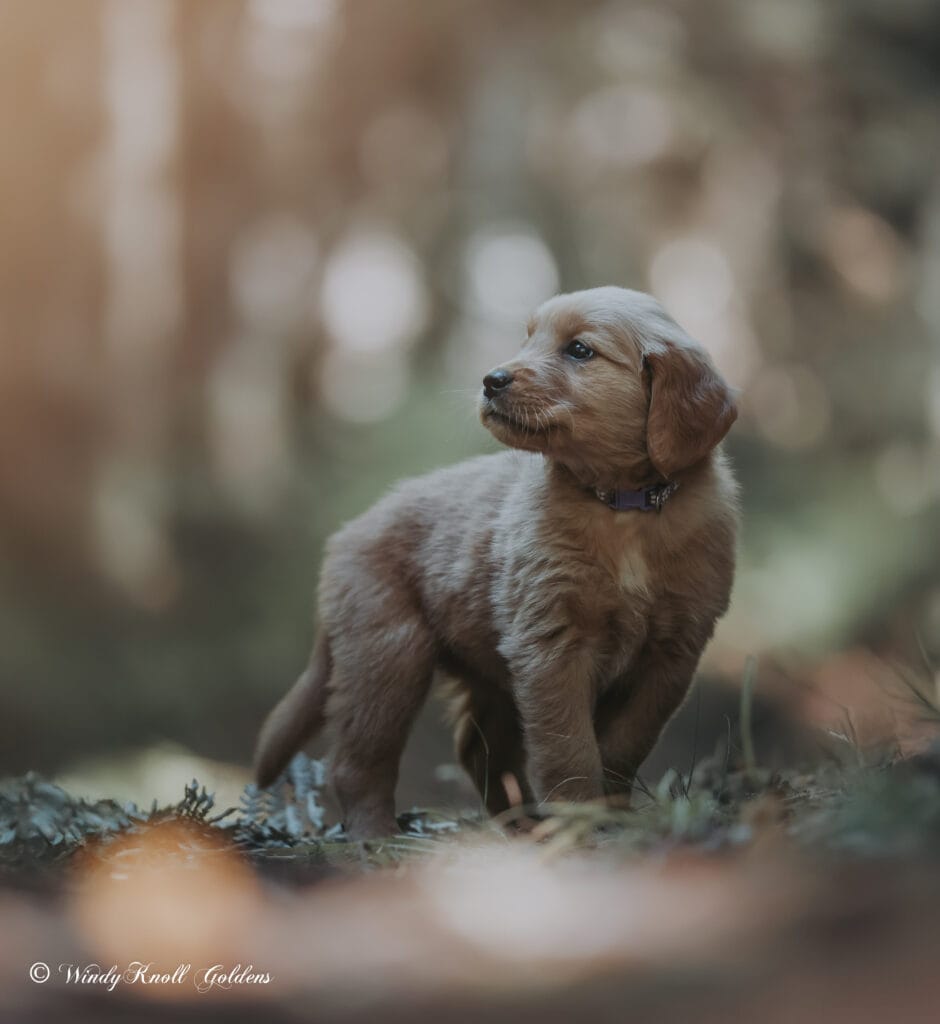 golden retriever games