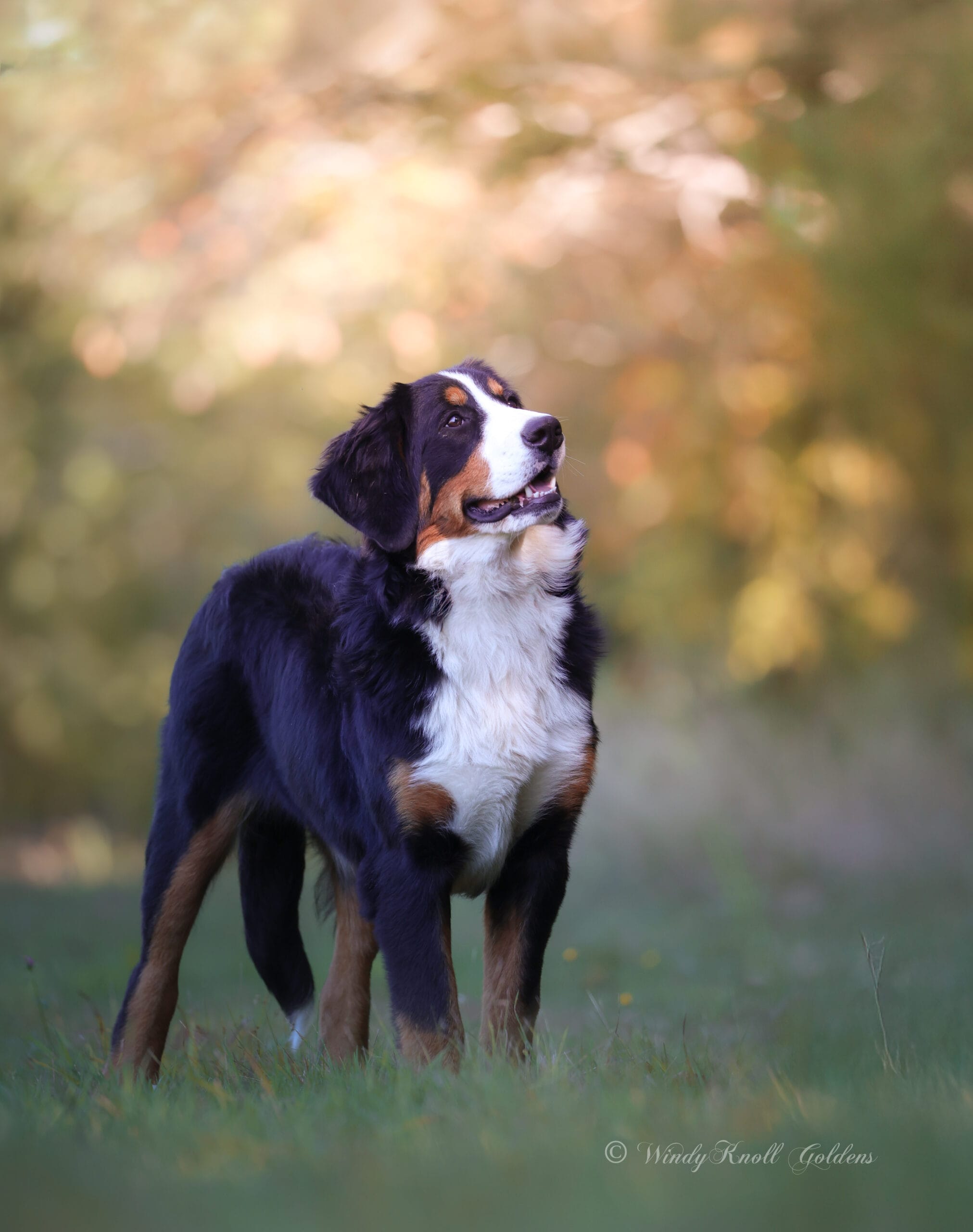 Bernese Mountain Dog Sitting in a field in Maine