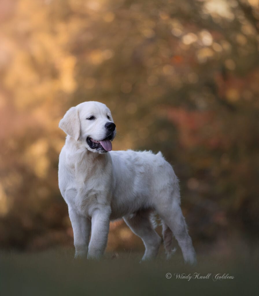 english cream
golden retriever
Maine, USA