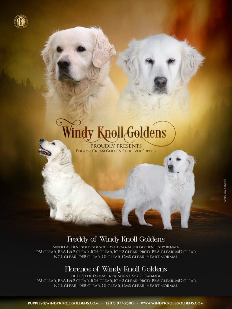 English Cream Golden Retriever Puppies Coming Soon!