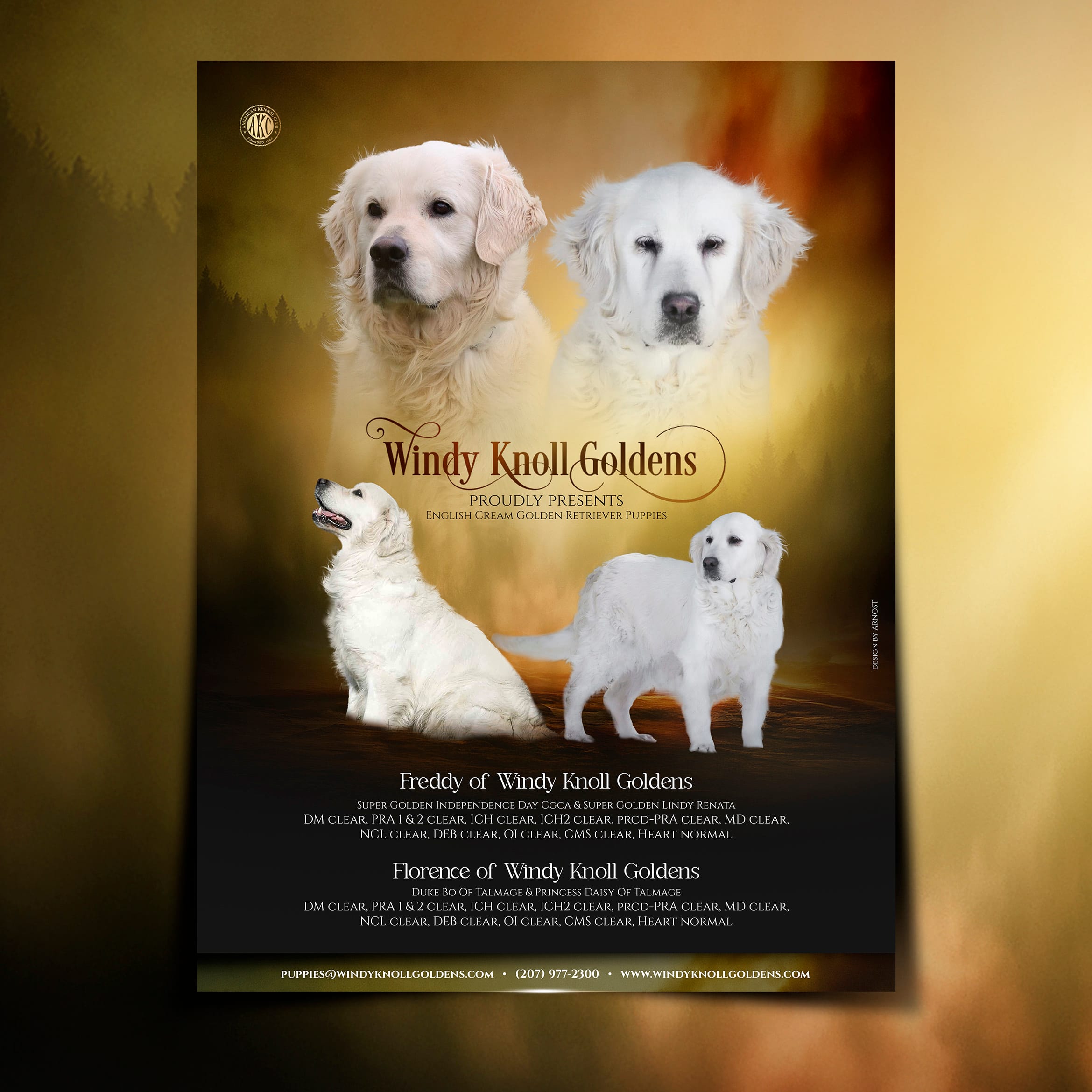 English Cream Golden Retriever Puppies Due